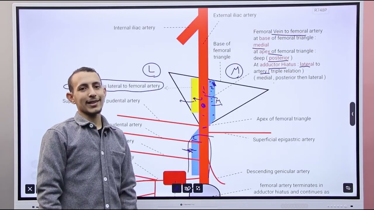Blood vessels & lymphatics of Lower limb | Anatomy musculoskeletal module Lecture 29 Dr.Adham Saleh|