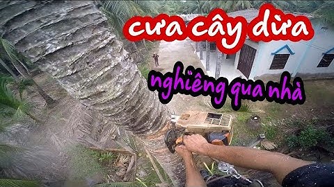 Cưa cây dừa nghiêng qua hàng rào nhà bác 2 bằng máy cưa stihl 020/cưa cây miền tây