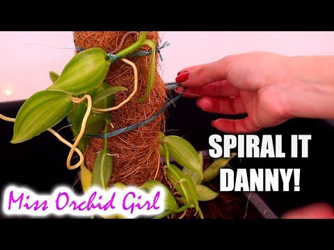 Vidéo: Vanilla Orchid: description, culture, soins à domicile