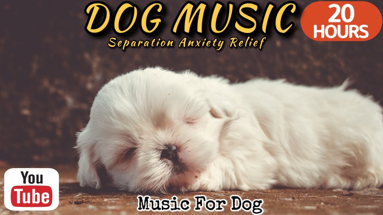 20 часов любимой музыки собак🐶💖Музыка для сна собак 🐶🎵 Музыка для снятия беспокойства при разлуке🎵