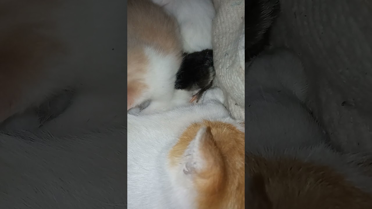 я в домике, меня тут нету 