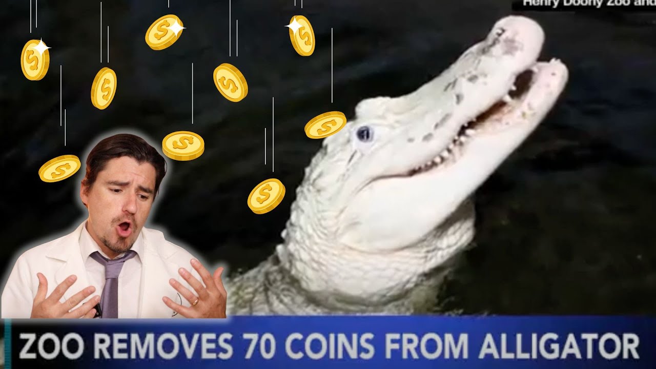 Zoo Vet saves Alligator that ate COINS! YouTube