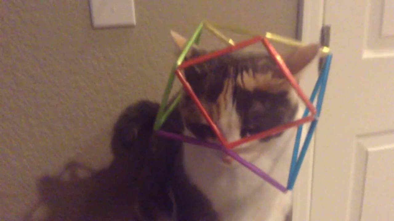 Lol my cat is stuck😀 YouTube