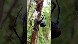 Flying Spiders Exist 😭🕷️🕸️