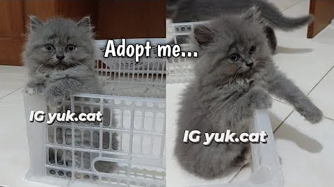 Watch the video about Lepas adopsi kitten persia flatnose longhair abu