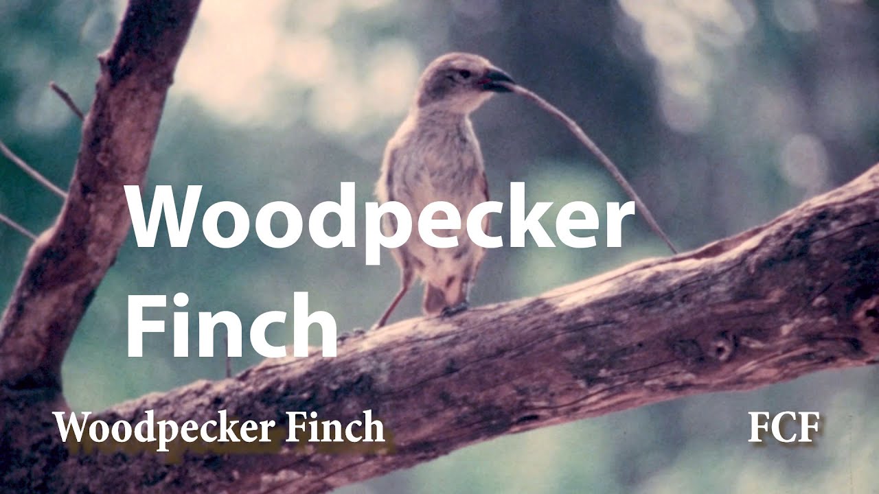 The Galapagos Islands' Woodpecker Finch (aka. Carpenter Finch, aka
