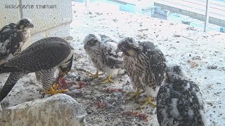 Osaka Peregrine Falcons/2024-05-15/ Feeding by Mom