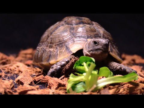 Vidéo: Tortue à ventre rouge du Nord