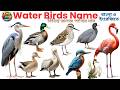 20 Water Birds Name in Bangla & English | জলজ পাখির নাম | Kids Learning Birds Video #kidseducation