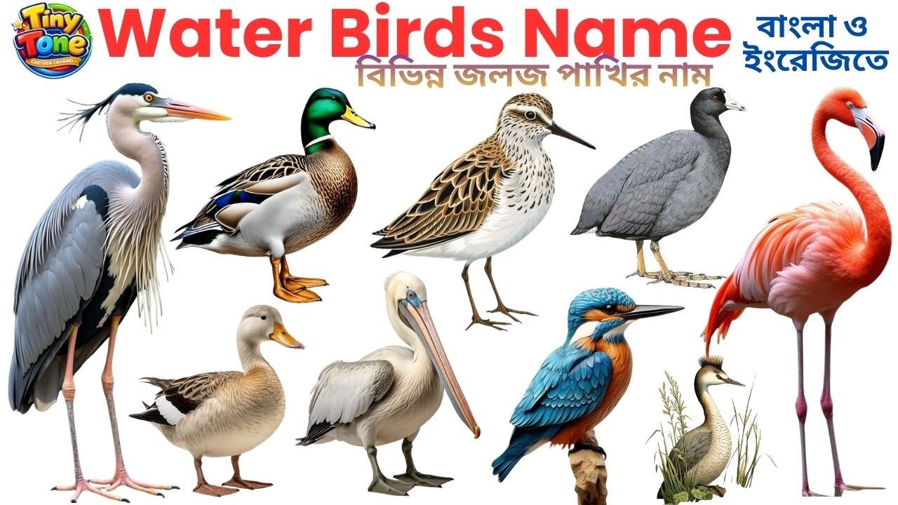 20 Water Birds Name in Bangla & English | জলজ পাখির নাম | Kids Learning Birds Video #kidseducation