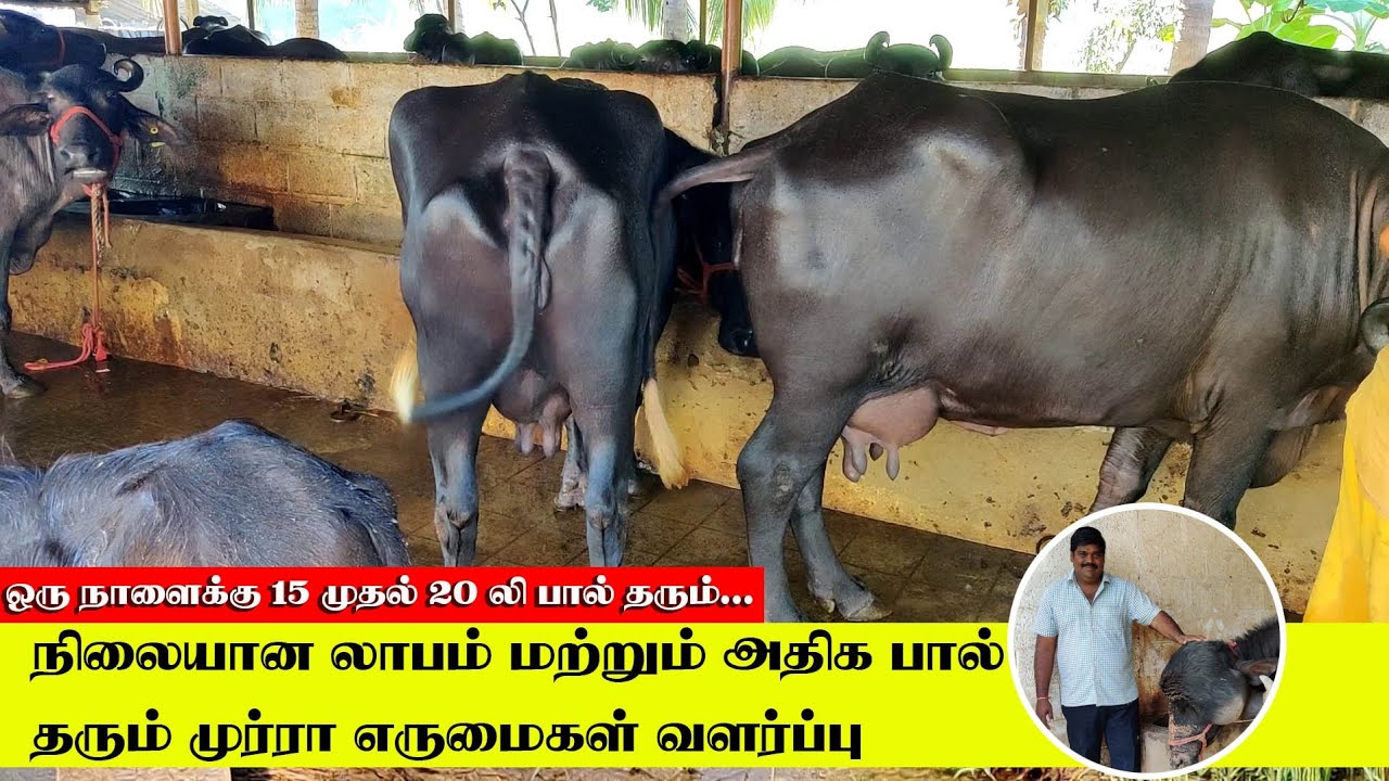 நிலையான லாபம் மற்றும் அதிக பால் தரும் முர்ரா எருமைகள் வளர்ப்பு | Best Buffalo Farm in Tamilnadu