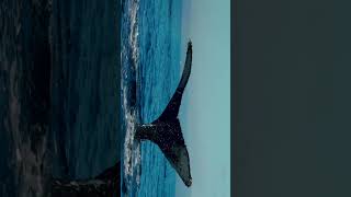 Humpback Whale Fluking Up In Monterey