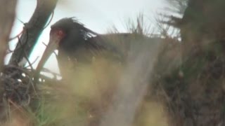野生トキのつがい抱卵 ３６年ぶりに確認