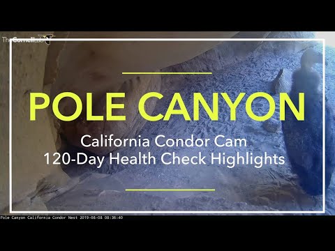 pole-canyon-california-condor-120-day-health-check-highlights-–-aug.-8,-2019