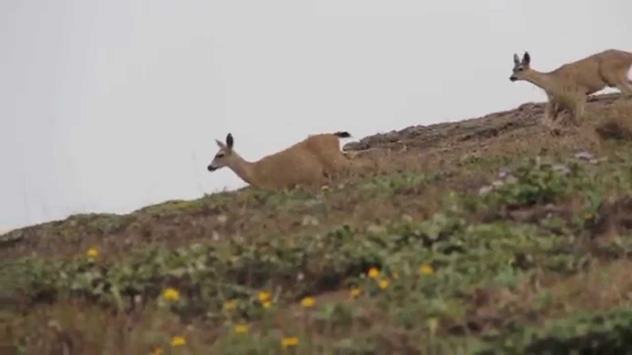 Drakes Beach Inhabitants