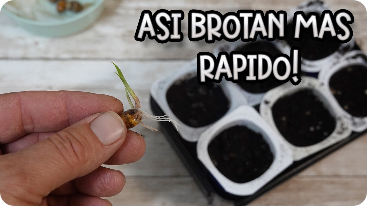 Germiné CHUFAS COMPRADAS del supermercado y pasó esto