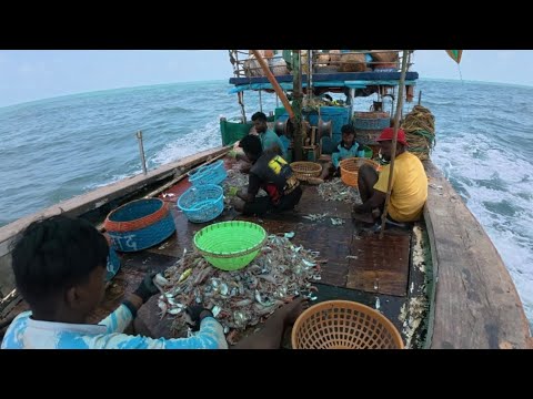 मासेमारी सीजन चे अखेचे दिवस. Deep sea fishing last week. Mumbai India fishing 