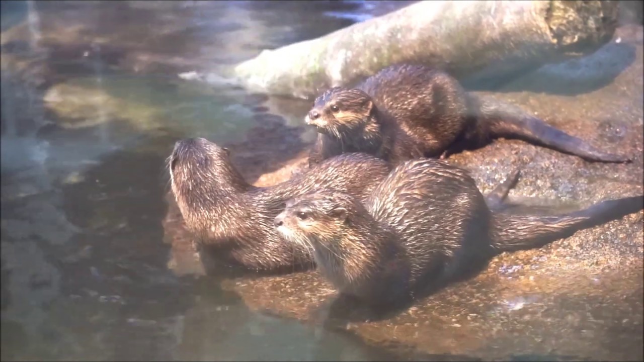福岡市動物園ブログ 世界カワウソの日 動画で紹介