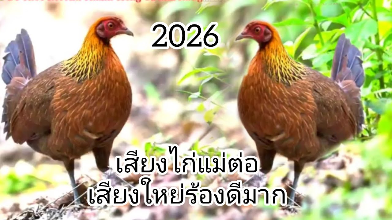 เสียงไก่แม่ร้องเสียงใหย่ไก่ป่าชอบแน่ suab poj qaib seev 