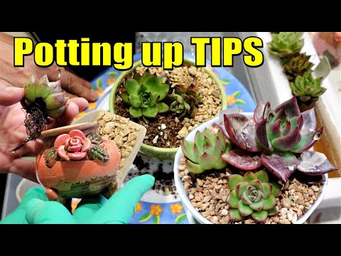 Video: Allegra Echeveria në rritje: Informacion rreth succulents Echeveria 'Allegra