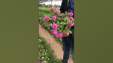 Ngọc Thảo Xoắn Kép #shorts #thienduongnganhoa