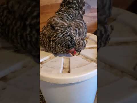 Video: Italian rooster turned into a brood hen