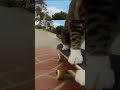 The coolest cat skateboarding shorts