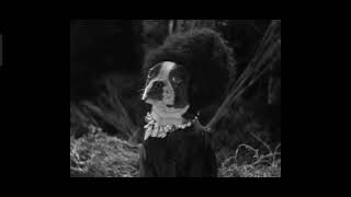 A Dogville Comedy Trader Hound 1931 complete Pre Code Movies Short And Comedy Flim