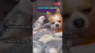 WHEN BIRDS MATCH YOUR DOG'S ENERGY 😂