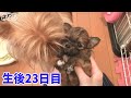 子犬の香りを堪能する母性溢るゝパパ犬【生後23日目】