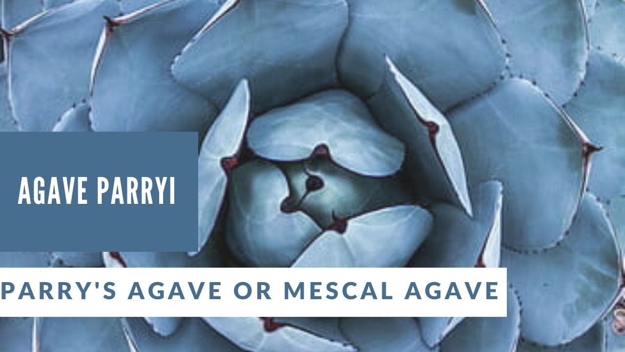 Agave parryi Succulent Plant Profiles -  Parry's agave or mescal agave