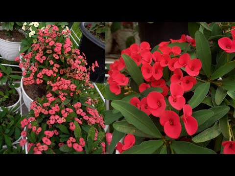 Video: Penjagaan Tumbuhan Euphorbia - Petua Menanam Untuk Tumbuhan Euphorbia