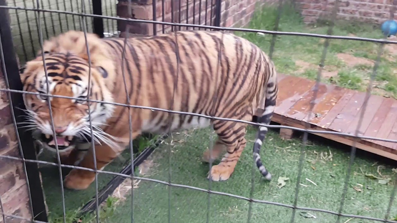 How not to feed tigers ,try not to watch this video, it is my worst yet