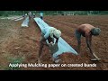 How to use Mulch paper and how it works for Tomato crop | Tomato Cultivation in Kolar | Karnataka