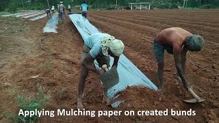 How to Grow Tomato and how to use mulch paper | how to produce Tomato | Tomato Agriculture