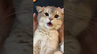 cats lovely - funny cat videos collection 2024