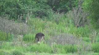 Rusa Deer