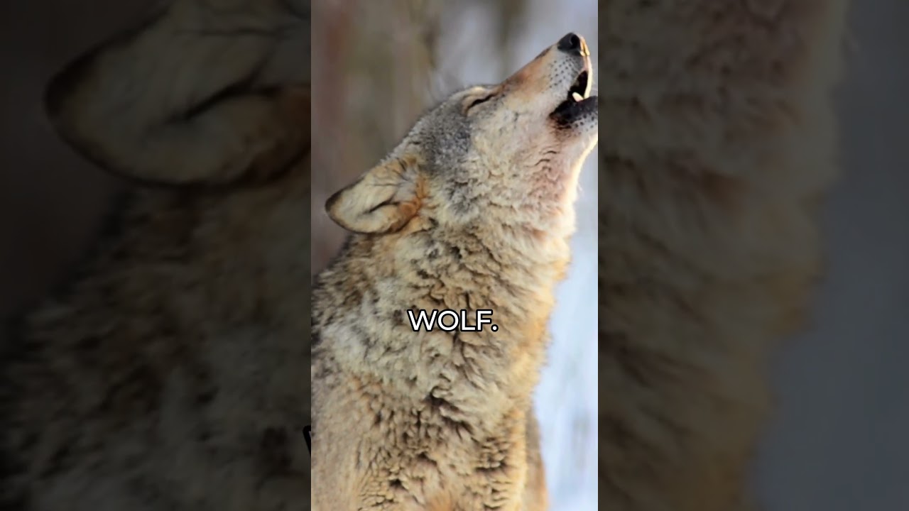 BEST THINGS TO DO IN TRANSYLVANIA IN WINTER!