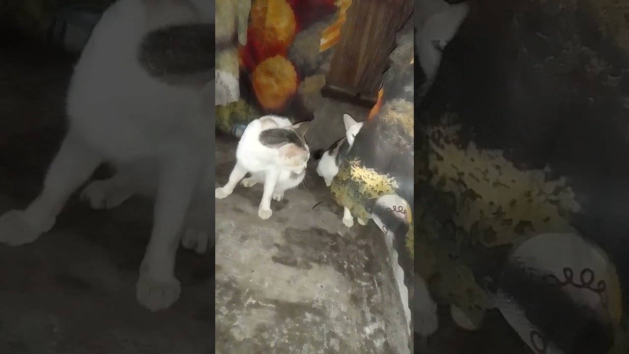 Indi sya gusto sibinan sang mami nya 😁 