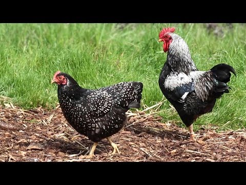 Why We Love Backyard Chickens | Sunset