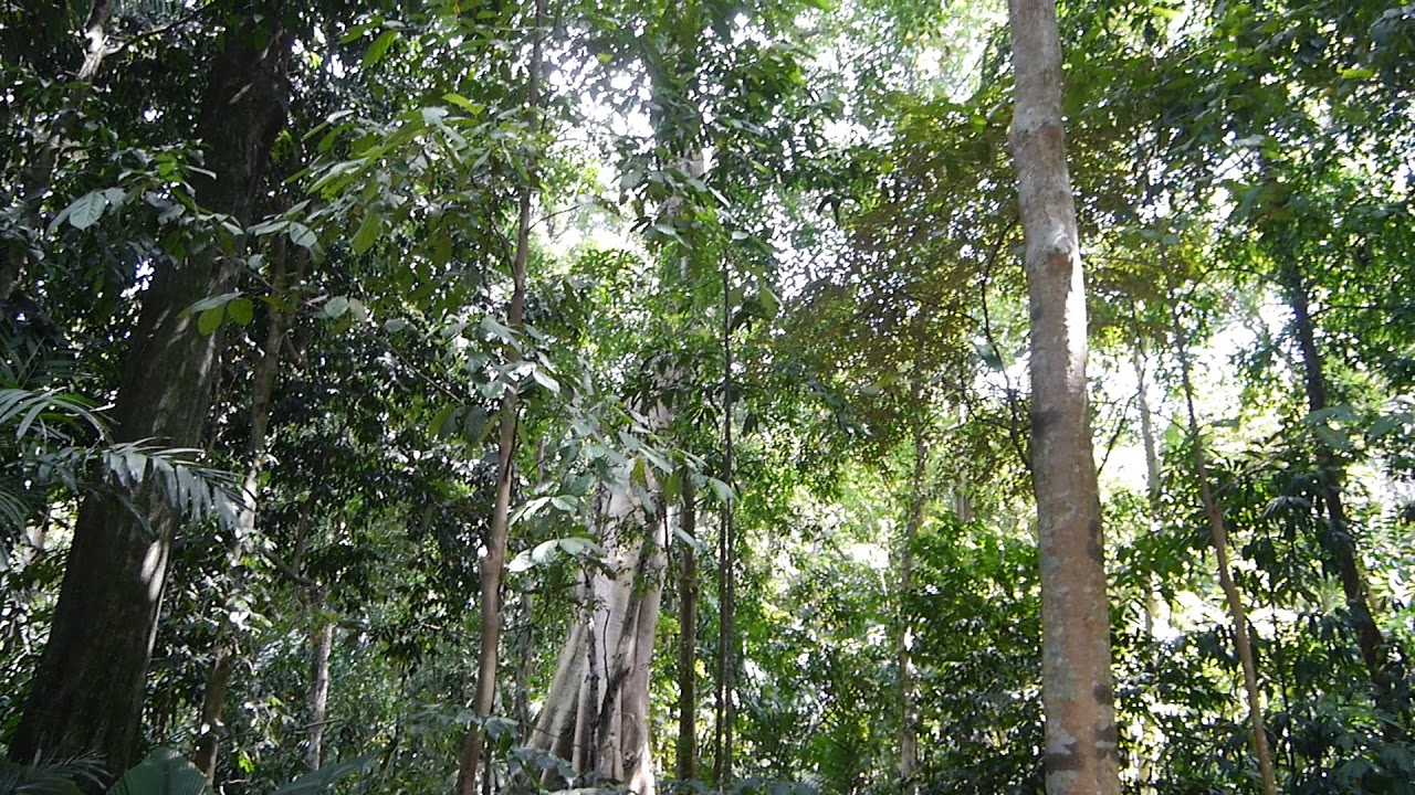 Singapore Botanic Gardens - a soundscape