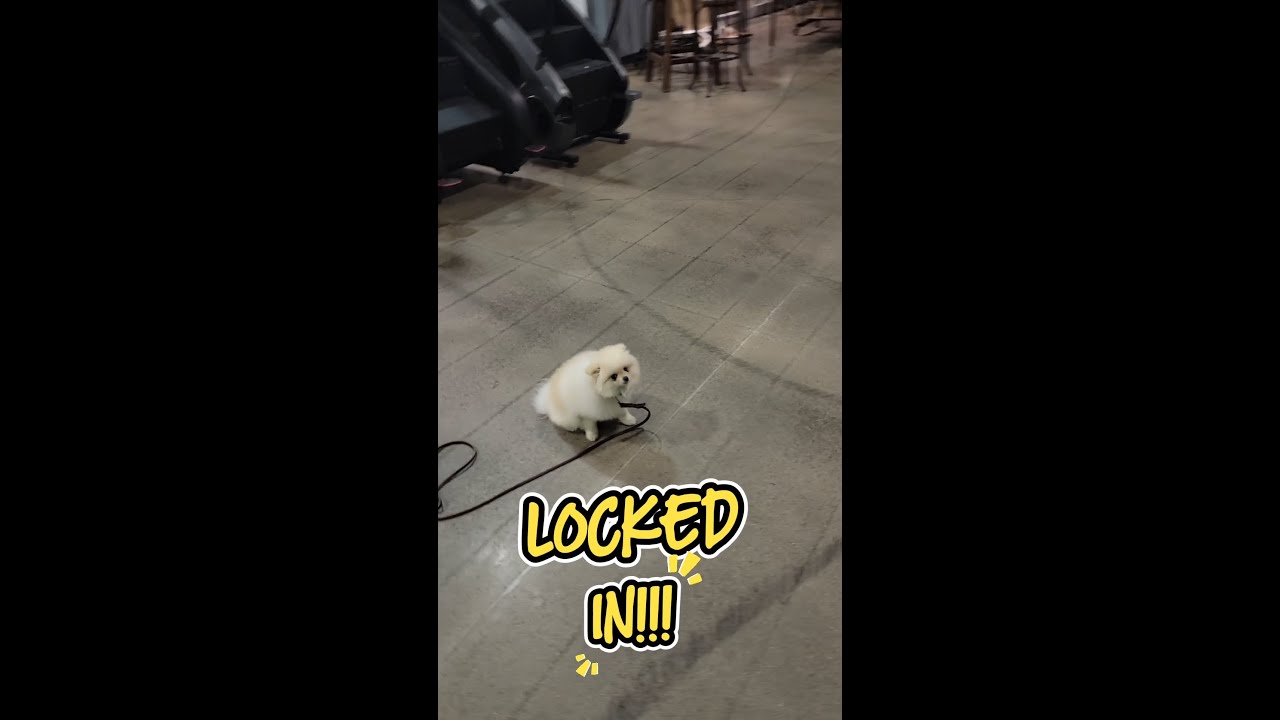 PAULIE THE POMERANIAN'S AMAZING GYM OBEDIENCE JOURNEY! | Dallas Dog Training