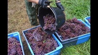 Vendanges À Crouy Grandsoissons Renaissance De La Viticulture. Justin Delalieu. Pierre Lenoble R.