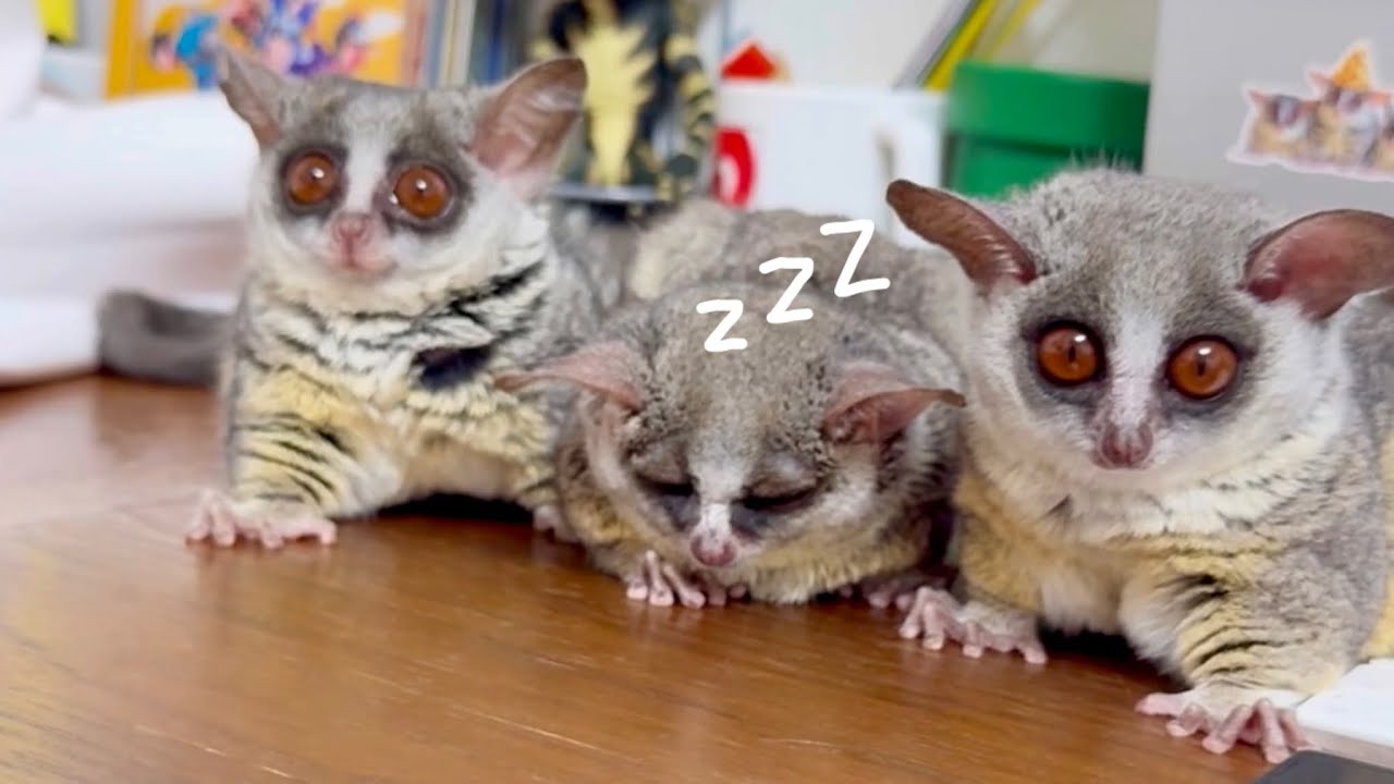 1匹だけ眠そうな猿。A monkey that looks very sleepy. - YouTube