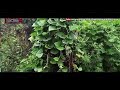 New kumauni song 2019 Whatsapp Status Video Download Free