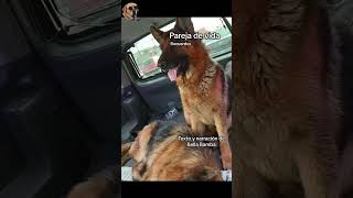 Pareja de vida #bellabamba #perros #historiasdeanimales
