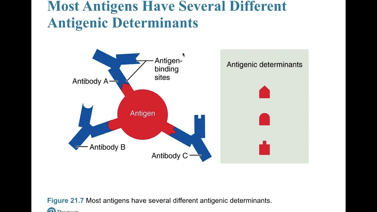 Antigens and Lymphocyte Development YouTube