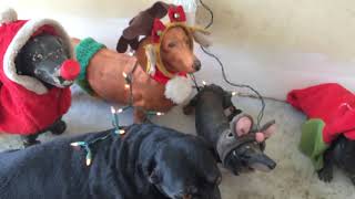 Daddy Rex Wishes You A Happy Holiday Season