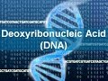 DNA Structure and Function Concepts