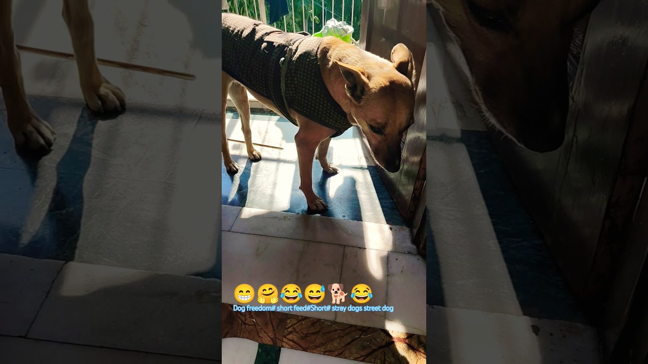 🐕Свобода Азади 